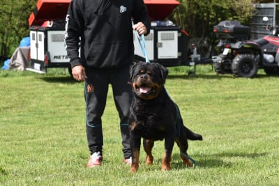 Étalon Rottweiler - S'thor Imperial Warrior