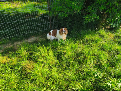 Étalon Cavalier King Charles Spaniel - Ugoline du domaine des quatre pattes