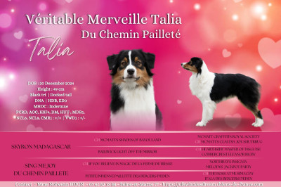 Étalon Berger Australien - Veritable merveille talia Du Chemin Pailleté