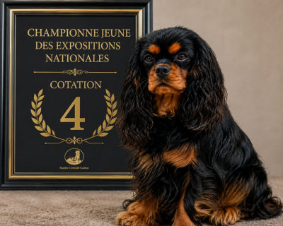 Étalon Cavalier King Charles Spaniel - CH. J von cookie Des Cavaliers Du Grand Est