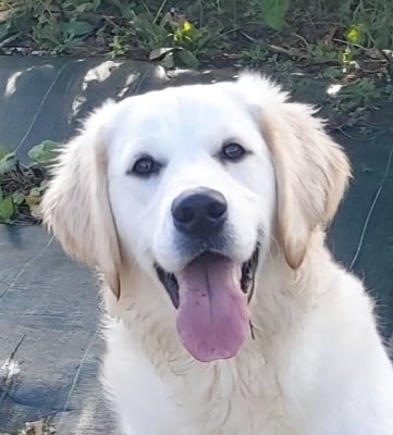 Étalon Golden Retriever - Ultra chic of loving Star