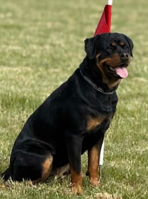 Étalon Rottweiler - Valkyrie Des Pyramides Noires Et Feux