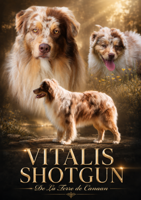 Étalon Berger Australien - Vitalis shotgun De La Terre De Canaan}
