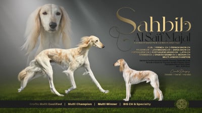 Étalon Saluki - CH. Sahbib Al Saïf Majal