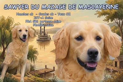 Étalon Golden Retriever - Sawyer Du mazage de mascayenne