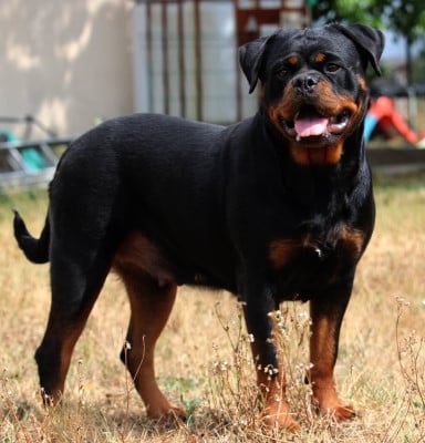 Étalon Rottweiler - Leanna haus of lazic