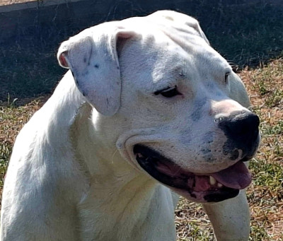 Étalon Dogo Argentino - Vedette du domaine de Giulaxe