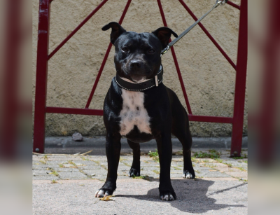 Étalon Staffordshire Bull Terrier - Abyss Of Enki Underworld dark