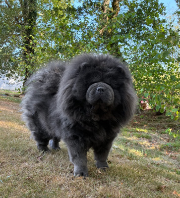 Étalon Chow Chow - Saori della dinastia de bronte