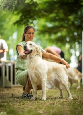 Étalon Golden Retriever - Oïa, aimer à perdre la raison Du Jardin De Mangaïti