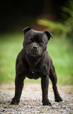 Étalon Staffordshire Bull Terrier - Ugo des Espoirs de Wallieux}