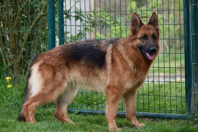 Étalon Berger Allemand - Sofia Du val de la petite creuse