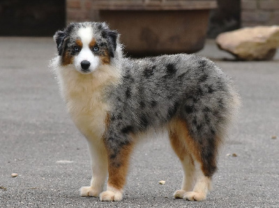 Étalon Berger Américain Miniature - Unlock the magic De La Folle Emprise