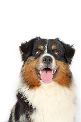 image de Uno blue game