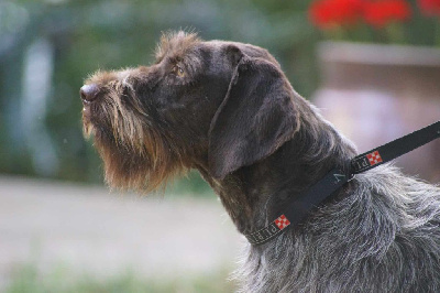 Étalon Griffon d'arrêt à poil dur Korthals - Six roses de Franc Jeu