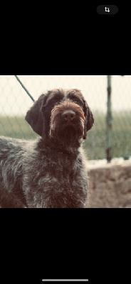 Étalon Chien d'arrêt allemand à poil dur - Outland Du Domaine De La Barbich'