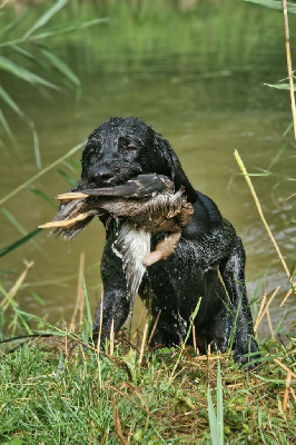 Étalon Chien d'arrêt allemand à poil dur - CH. Sanka Vom Honeckerberg