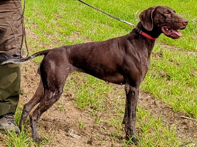 Étalon Braque allemand à poil court - CH. Loup Gris de la Cour Voice