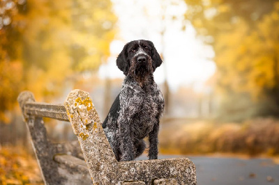 Étalon Chien d'arrêt allemand à poil dur - CH. Cristal stella venandi