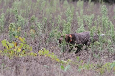 Étalon Braque français, type Pyrenees (petite taille) - Narco Des Fontaines De Cix}