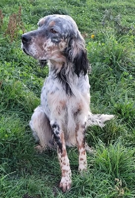 Étalon Setter Anglais - Usky Du Ruisseau Des Sapins