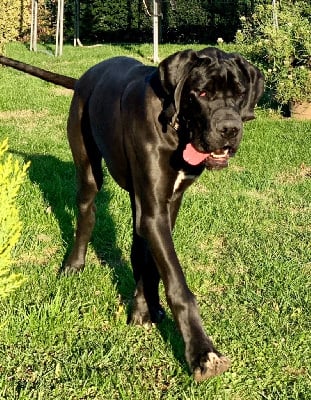 Étalon Dogue allemand - Rocco De L'Abbaye Des Barres