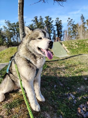 Étalon Alaskan Malamute - Shadow De L'Esprit De Waheela