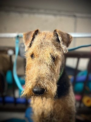 Étalon Airedale Terrier - Ubac aka upson des Lauriers du Patis