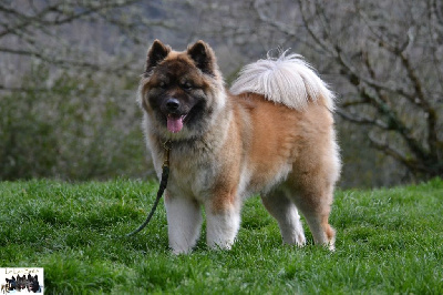 Étalon Akita americain - Up again du Lac Brûlé