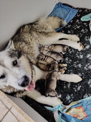 Étalon Alaskan Malamute - Saphir Des Crocs Blancs D'Alaska
