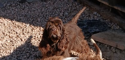 Étalon American Cocker Spaniel - Urielle du logis d'Argence