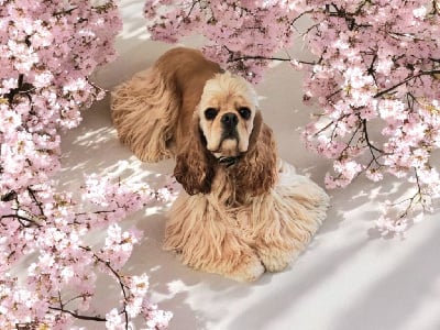 Étalon American Cocker Spaniel - M And C Signature Una storia portante