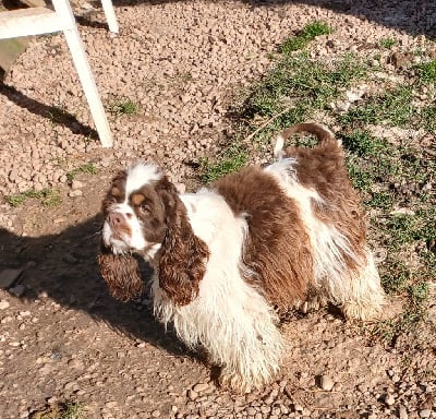Étalon American Cocker Spaniel - Uryos du puech d'argent