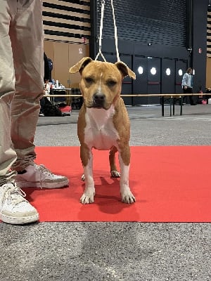 Étalon American Staffordshire Terrier - Vida The Descendants Of The King