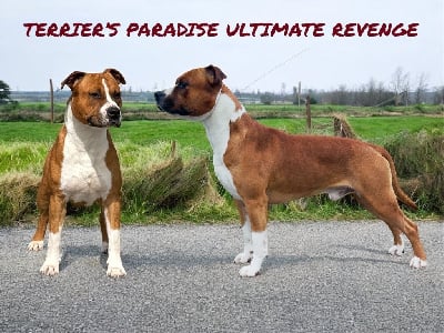 Étalon American Staffordshire Terrier - Terrier's Paradise Ultimate revenge