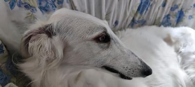 Étalon Barzoi - CH. cavallierik Smoky eyes