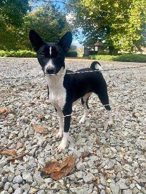 Étalon Basenji - Alexa bewitching grace
