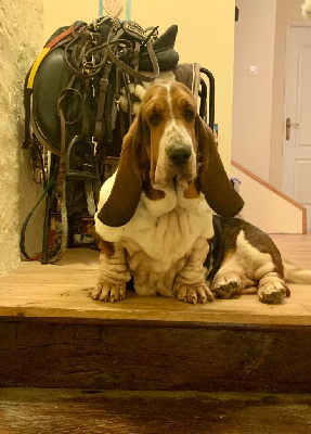 Étalon Basset Hound - Sangria du berceau de bfamily