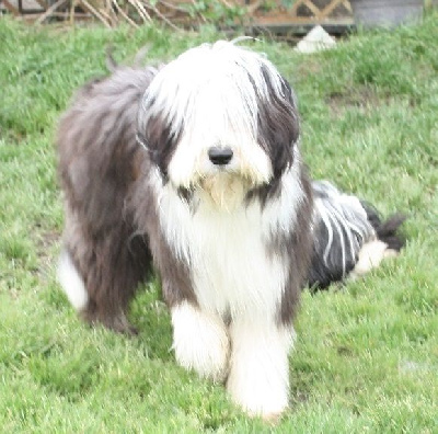 Étalon Bearded Collie - Utopick Du Mas De L'Oisonnière