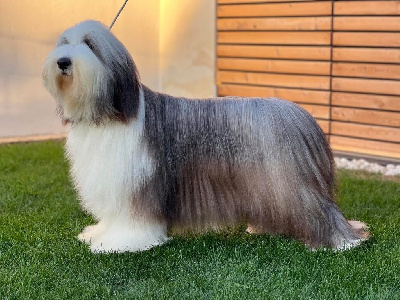 Étalon Bearded Collie - CH. Tsarine de Chester