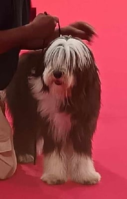 Étalon Bearded Collie - Valse-brune de la Planète de Yoda