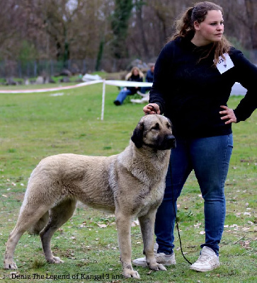 Étalon Berger Kangal - CH. Deniz The Legend Of Kangal