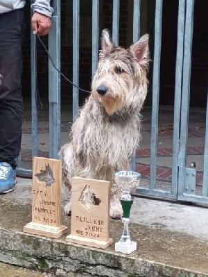 Étalon Berger de Picardie - CH. W'ubby one du noir pays