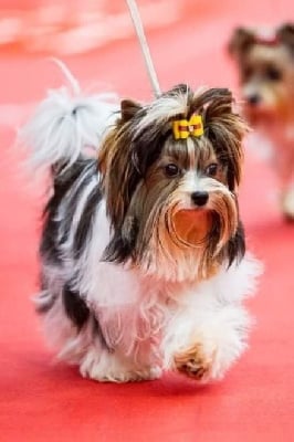 Étalon Biewer Terrier - bon sheridan Alicia