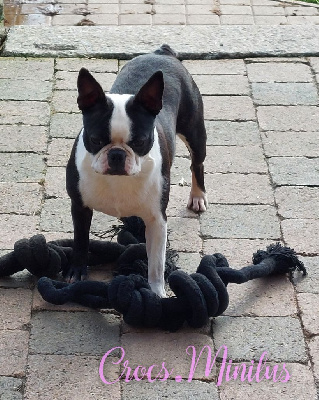 Étalon Boston Terrier - Ruedesetoiles vom norden haus