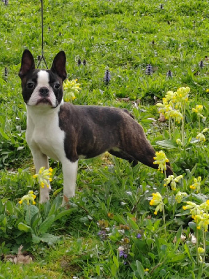 Étalon Boston Terrier - Une manifaik boston Du grand fresnoy