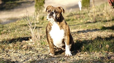 Étalon Bulldog continental - Sharon stone Des sources sacrees