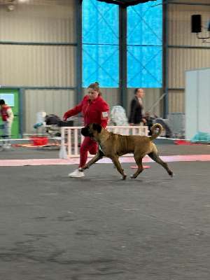 Étalon Cane Corso - Draco Des Deesses Du Temple