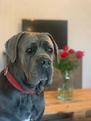 Étalon Cane Corso - Trust Just A Memory