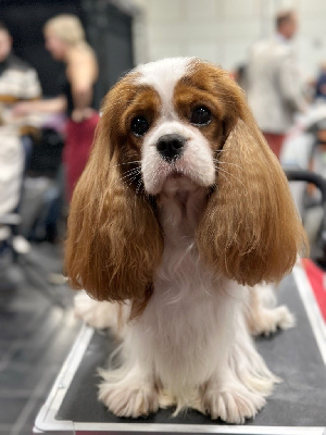 Étalon Cavalier King Charles Spaniel - CH. Brady of an excellent choice